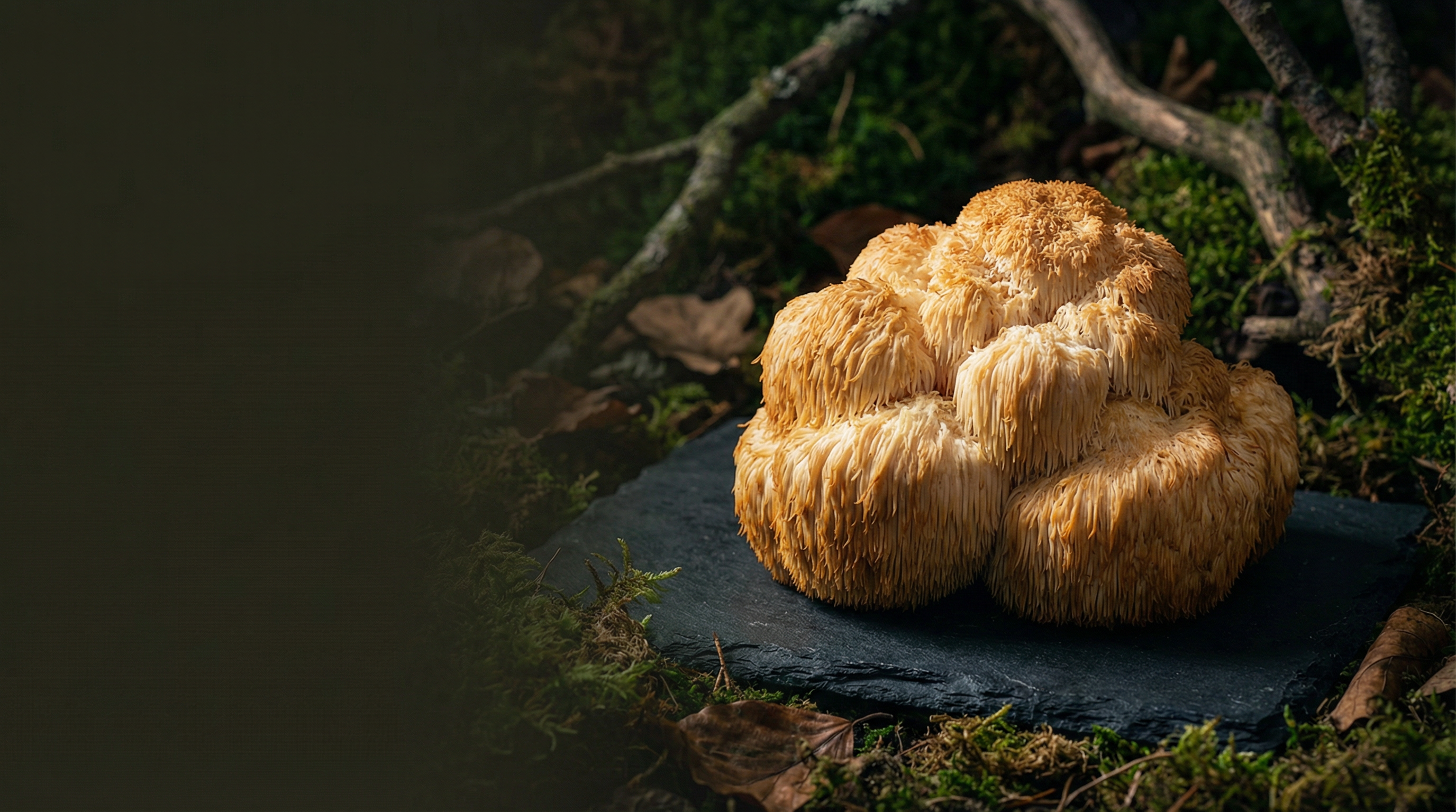 Lions Mane Mushroom Brain